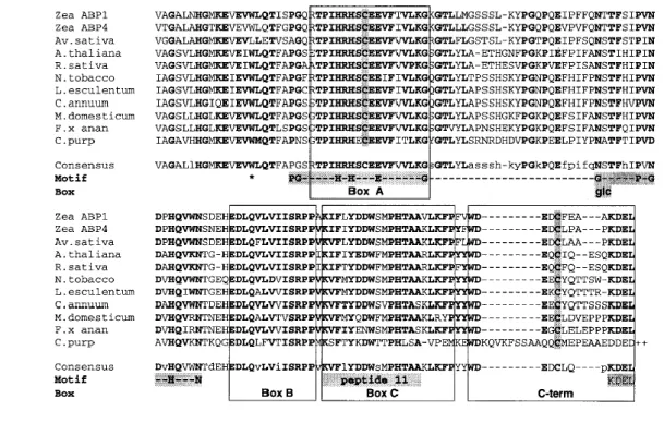 Fig. 8 Pile-up of ABP1 sequences. ABP1s are listed against their genus names. Conserved residues are shown in bold type