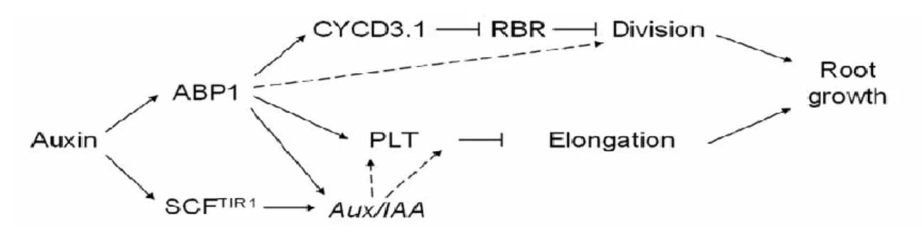 Fig. 9 A model for ABP1 mediated auxin responses in roots. The permissive effect of auxin on cell division is dependent on ABP1