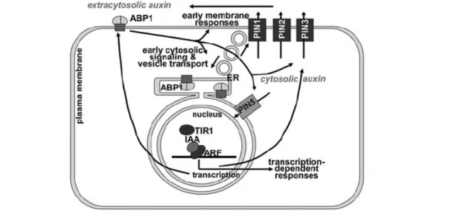 Fig. 11 Model of auxin signal transduction. The receptor ABP1 is depicted as a dimer in complex with a transmembrane “docking protein.” ABP1 triggers a number of typical signaling pathways in the cytosol (Scherer, 2011)