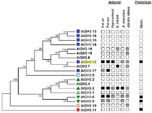 Fig. 12 Maximum likelihood phylogenetic tree of Arabidopsis GH3 proteins and expression in response to biotic  and abiotic stress [79].