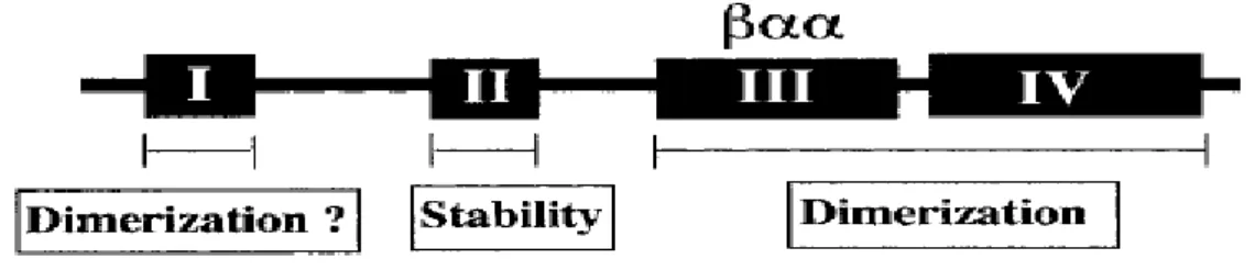 Fig. 13 Diagram of an Aux/IAA  protein with conserved domains I, II, III and IV [111].