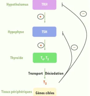 Figure 3 : Système rétrocontrôle de l'axe  hypothalamo-hypophyso-thyroïdien [12] 