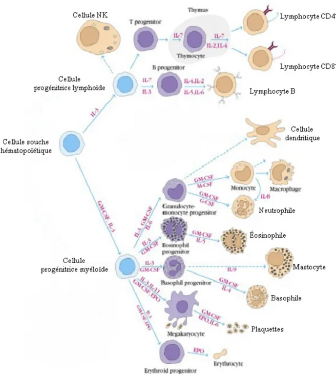 Figure   3:   Ontogénèse   des   cellules   de   l’immunité   