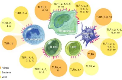 Figure   7:   Expression   des   TLRs   en   fonction   du   type   cellulaire   