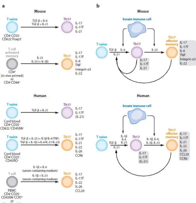 Figure   11:   Différenciation      des   lymphocytes   Th   naïves   en   Th17   selon   le   modèle   souris   (A)   ou   le   modèle    humain   (B)   :   Implication   de   l’environnement   cytokinique   