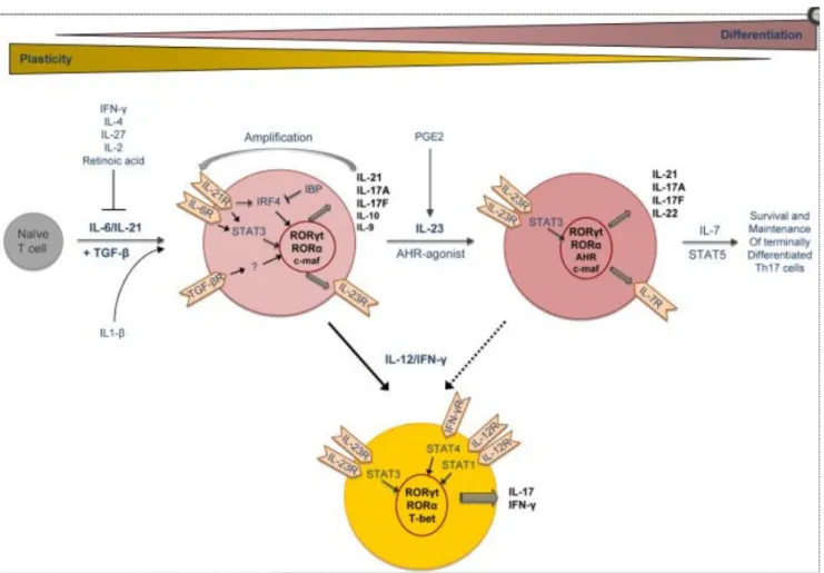 Figure   12:   Différenciation      des   lymphocytes   Th   naïves   en   Th17   :   Implication   des   facteurs   de   transcription   