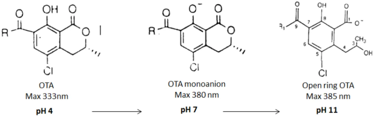 Figure 5. Ring opening of OTA (OP-OA) under alkaline conditions adapted from [50–52]. 