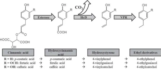 Fig. 2 Pathway of formation of volatile phenols via the decarboxylation of hydroxycinnamic acids
