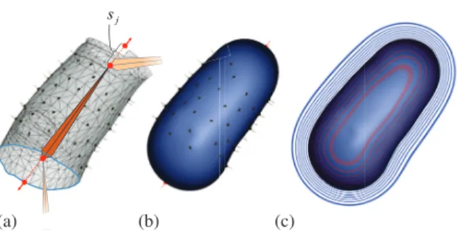 Figure 3: Reconstruction of a mesh part (a phalanx of the hand shown in Figure 2). (a) HRBF nodes are uniformly spread on the mesh surface, and two additional nodes in red are aligned with the bone to close the holes