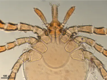 Figure 5 : Larve d’I. holocyclus (Baxter et al. 2009). 