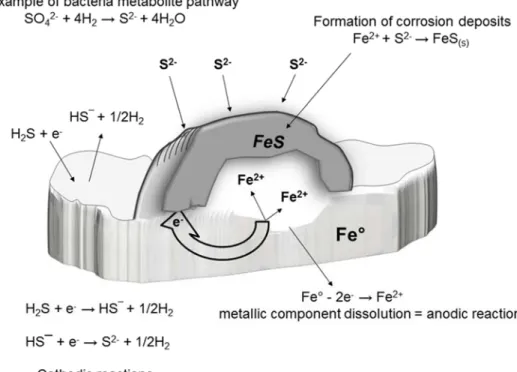 Fig. I.4.  Corrosion model of ferrous alloys in presence of sulfidogenic microorganisms [Costello, 1975]