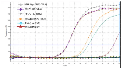 Figure  11:  Expression  de  HA‐TrkA  dans  les  cellules  MDA‐MB‐231  analysée  par  RT‐PCR  en  temps  réel. 