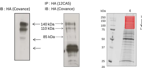 Figure  13:  Immunoprécipitation  anti‐HA  dans  les  cellules  MDA‐MB‐231‐HA‐TrkA.  Cinq  milligrammes  de  protéines  totales  ont  été  immunoprécipitées  avec  l’anticorps  anti‐HA  et  1/10 ème   de  l’immunoprécipitat  a  été  soumis à une analyse en