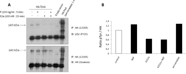 Figure 14:  Effet  du  NGF  sur  la  phosphorylation  du  HA‐TrkA.  Un  milligramme  de  protéines  totales  a  été  immunoprécipité avec l’anticorps anti‐HA et soumis à une analyse en Western‐blot. A : Détection de tyrosines  phosphorylées  avec  l’antico