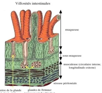 Figure 4 : La paroi de l’intestin grêle, (d’après Frexinos  : La paroi de l’intestin grêle, (d’après Frexinos  et al