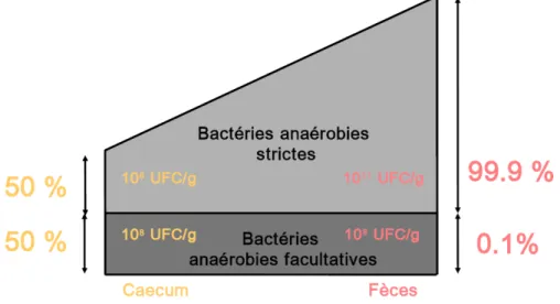 Figure 9 : Richesse de la microflore anaérobie. 