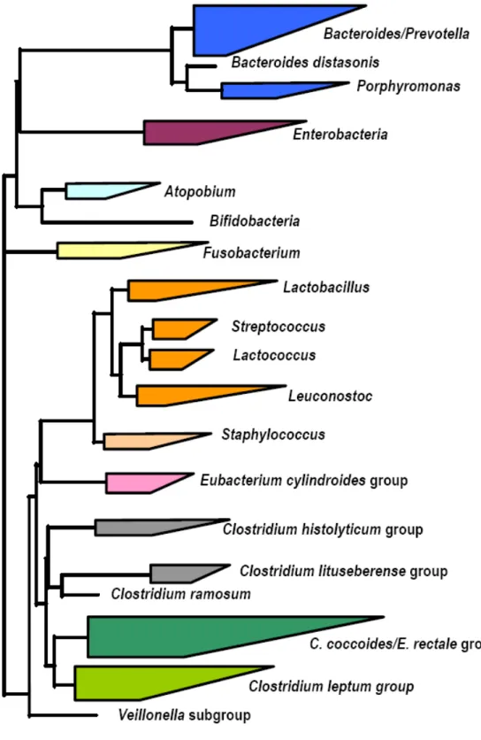 Figure 10 :  Arbre  phylogénétique  présentant  les  groupes  bactériens  principaux  ayant  des  représentants  dans  la  microflore  fécale  dominante  de  l’homme  adulte  en  bonne  santé (d’après Blaut  et al