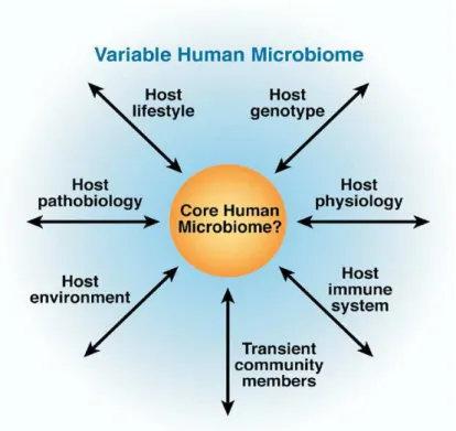 Figure 11 :  Interactions  multiples  du  microbiote  avec  l’hôte  soulignant  son  implication  essentielle  dans  la  physiologie  intestinale  et  la  santé  humaine  (Preidis  et  Versalovic,  2009)