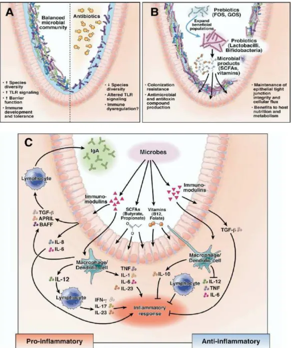 Figure 13 : Effets de la manipulation microbienne sur la biologie intestinale (Preidis et  Versalovic,  2009)