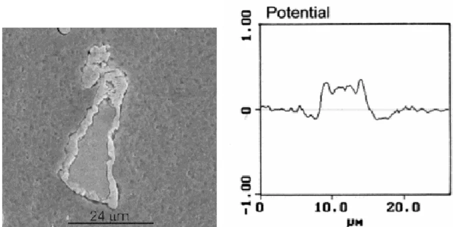 Figure I-23 : Analyse MEB et mesure du potentiel par AFM pour une particule « bi ‐ polaire »(Al ‐ Cu ‐ Mg en  peau et Al ‐ Cu ‐ Mn ‐ Fe ‐ Si au cœur) de l’alliage d’aluminium 2024 trempé [Cam02]
