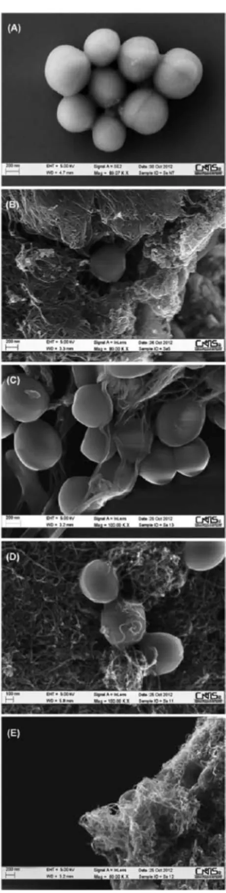 Fig. 4 SEM images of Staphylococcus aureus cells after incubation with PBS for 24 h (A) and bacteria after exposure for 24 h with SWCNTs (B), r-MWCNTs (C),  a-MWCNTs (D) or DWCNTs (E) suspensions (100 mg ml 1 ).