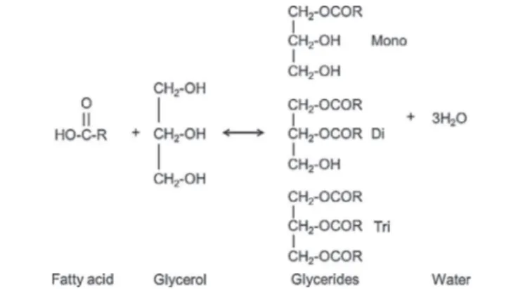 Fig. 3. Reaction scheme of the esterification of fatty acids with glycerol to glycerides and water.