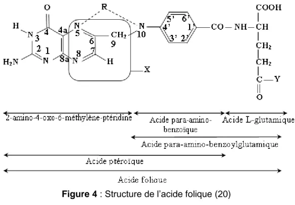Figure 4 : Structure de l’acide folique (20) 