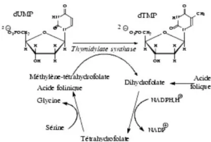Figure 7 : Rôle de l'acide folique dans la synthèse du dTMP (28) 