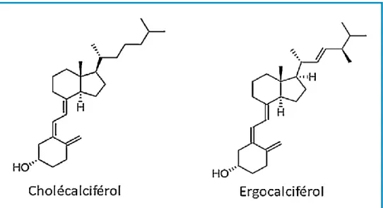Figure 8 : structure du cholécalciférol et de l'ergocalciférol (35) 