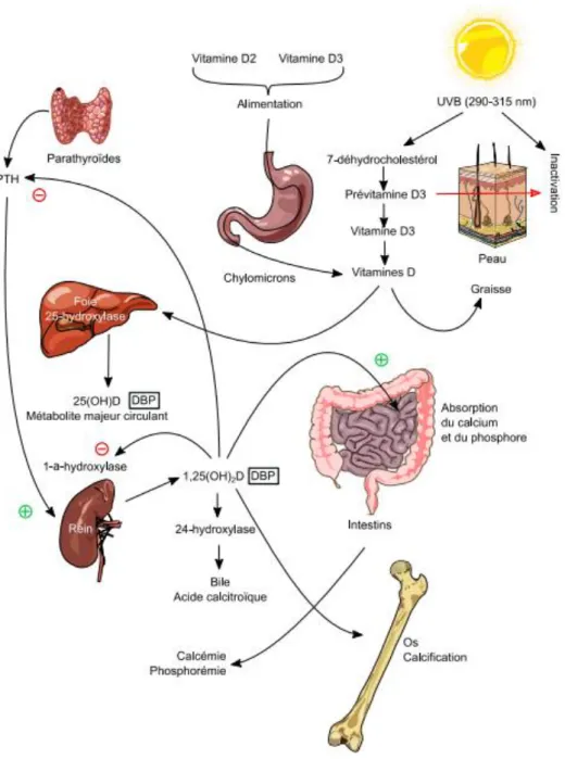 Figure 10 : Synthèse et métabolisme de la vitamine D (40) 