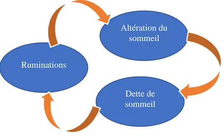 Figure 8 : Cycle transactionnel entre ruminations et insomnie 