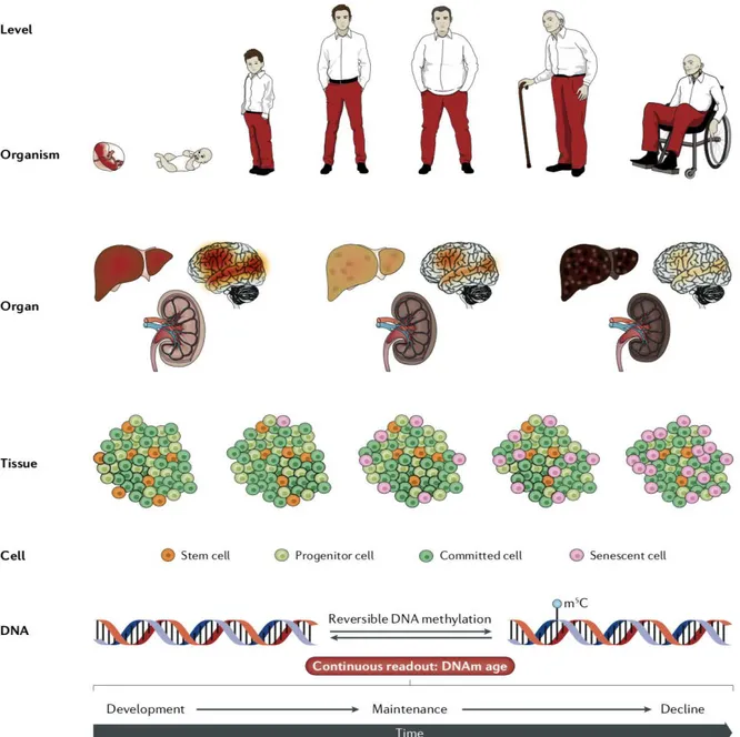 Figure 9 : Le vieillissement macroscopique et microscopique : de l’individu à  la cellule 