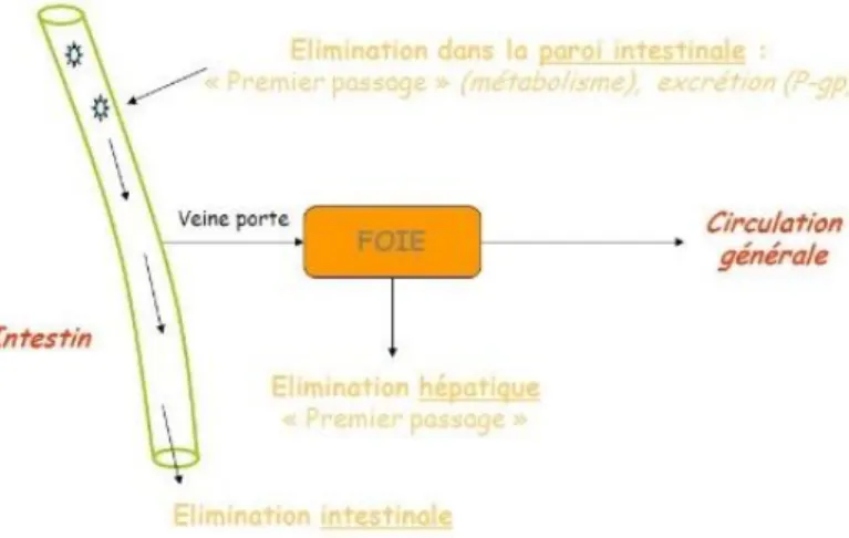 Figure 2 : Effet de premier passage hépatique (12) 