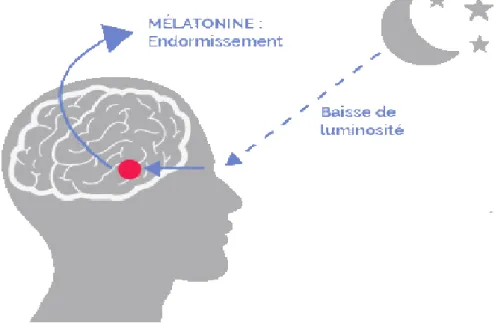 Figure 8 : Glande pinéale dans le cerveau (37) 