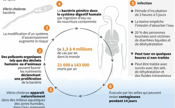 Figure 9 : Infection par la bactérie V.cholerae (15) 