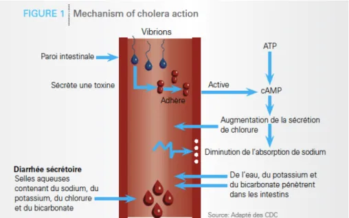 Figure 10 : Physiopathologie de V.cholerae (16) 
