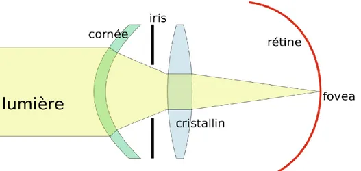 Figure 2 : convergence des rayons lumineux lors de la traversée des différents                  dioptres du globe oculaire 