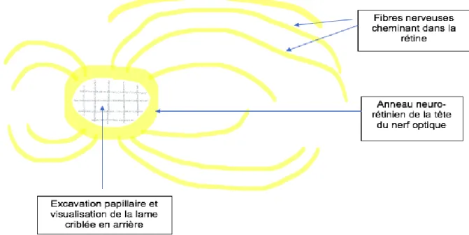 Figure 7 : schématisation de la papille optique  