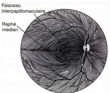 Figure 8 : Schématisation de la répartition des fibres nerveuses rétiniennes dans la    rétine d’un œil droit 