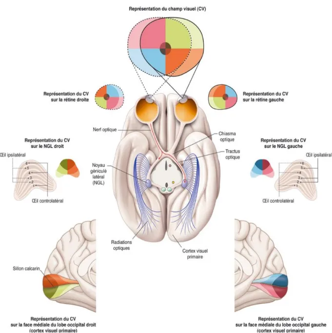 Figure 9 : Anatomie macroscopique de la voie visuelle principale en coupe axiale  passant par les NGL et représentation rétinotopique, en code couleur, du champ  visuel sur NGL et sur le cortex visuel primaire - (Atlas de neurosciences humaines de 