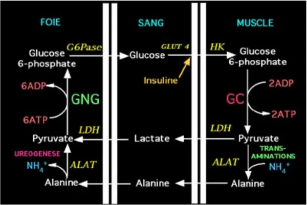 Figure 1 : Le cycle de Cori : recyclage de molécules de pyruvate ou d’alanine provenant de la  glycolyse musculaire afin de resynthétiser une molécule de glucose dans le foie (néoglucogenèse  hépatique)