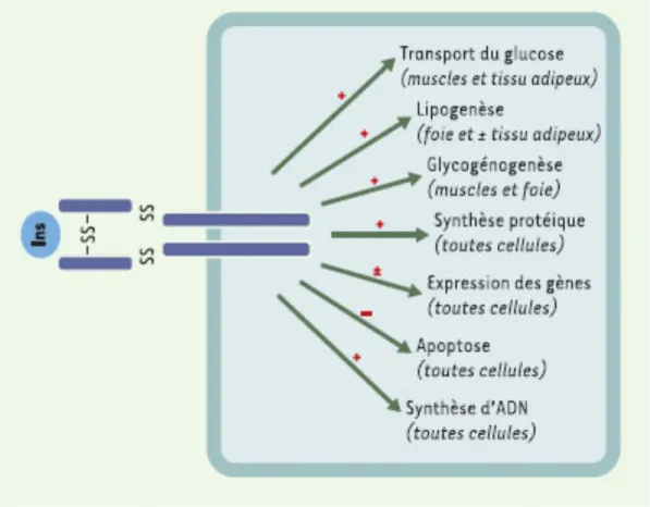 Figure 6 : Cascades signalétiques découlant de l’activation des récepteurs à l’insuline  (IGFR-1 et IR-A) par IGF-1 et l’insuline