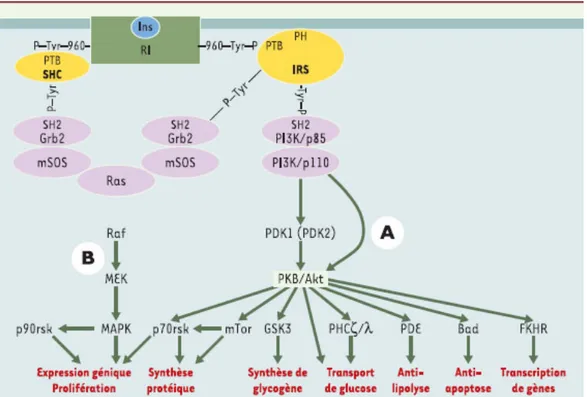 Figure  10  :  Cascades  signalétiques  et  effets  découlant  de  l’activation  des  récepteurs  à  insuline et à IGF 1, lors d’un jeûne, ces récepteurs sont désactivés (31).