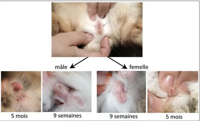 Figure 1 : Sexage des lapins. D’après The House Rabbit Network [25] 