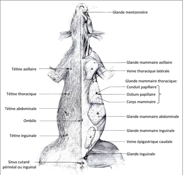 Figure 2 : Glandes cutanées et mamelles de la lapine. D’après BARONE et al. [3] 