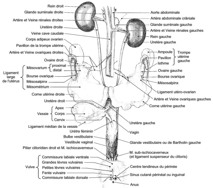 Figure 3 : Organes urinaires et génitales de la lapine (vue ventrale). D’après BARONE et al