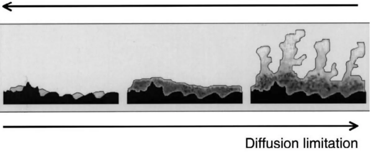 Figure 4 : Représentation schématique de la forme d’un biofilm en fonction des conditions  environnementales, forces de cisaillement et limitation du transfert par diffusion (Van Loosdrecht et al., 