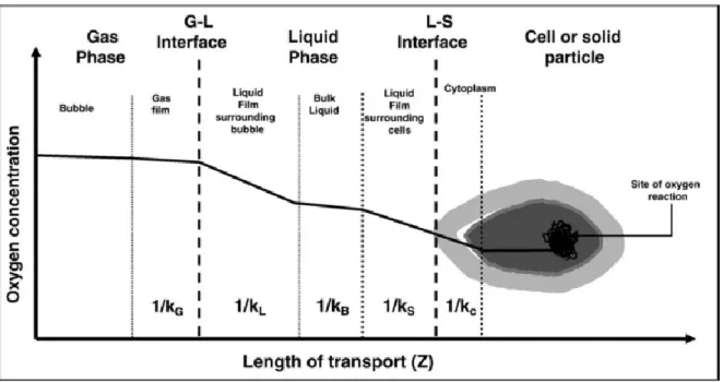 Figure 5 : Schéma représentant les résistances présentes lors du transfert d’oxygène depuis une bulle  jusqu’à l’intérieur d’une cellule (Garcia-Ochoa and Gomez, 2009) 
