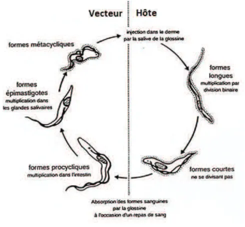 Figure 4 : Cycle de T. brucei (http://www.futura-sciences.com/comprendre/d/images/664/duvallet_cycle002.jpg)