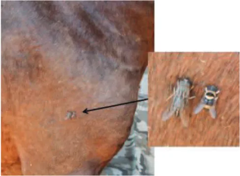 Figure  7  :  Tabanides  des  genres  Haematopota  et  Chrysops  prenant  un  repas  sanguin  sur un cheval (cliché : A